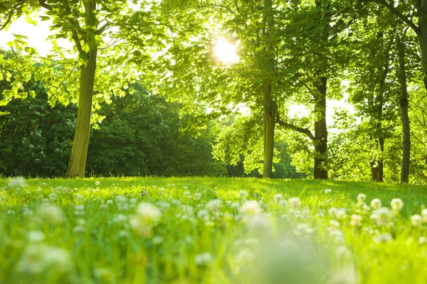 Bosque Sol Por Mañana — Foto de Stock