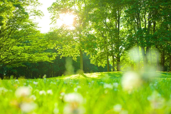 朝の緑の庭 — ストック写真