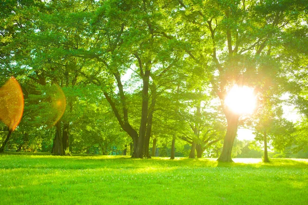 Grüner Garten Morgen Stockfoto