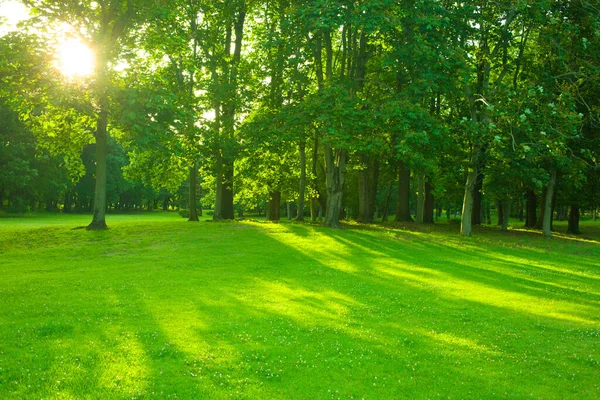 Jardim Verde Manhã — Fotografia de Stock