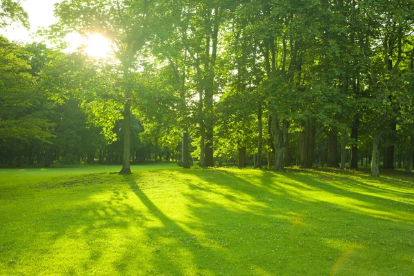 Jardim Verde Manhã — Fotografia de Stock