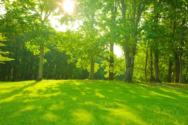 Jardín Verde Por Mañana — Foto de Stock