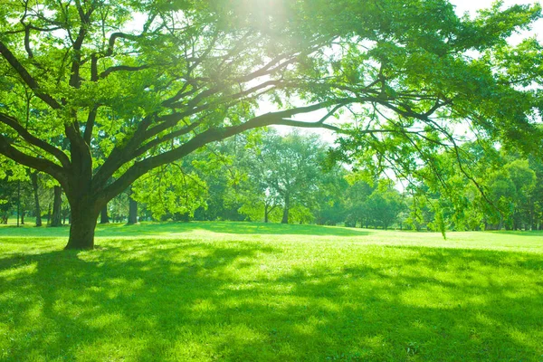 Árvore Luz Solar Pela Manhã — Fotografia de Stock