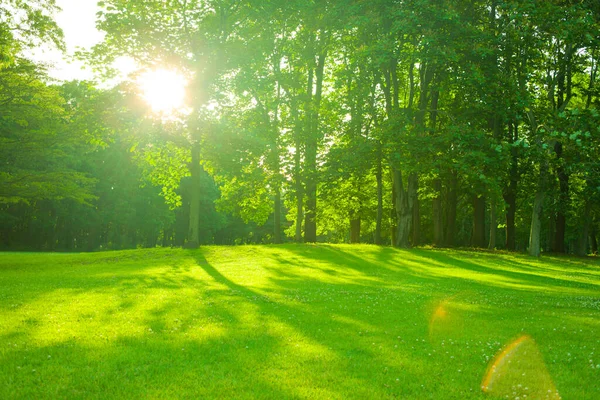 Grüner Garten Morgen Stockbild