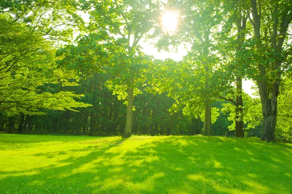 Grüner Garten Morgen lizenzfreie Stockbilder