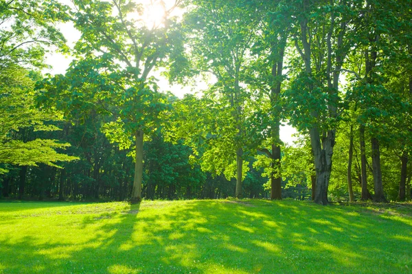 Grüner Garten Morgen lizenzfreie Stockbilder