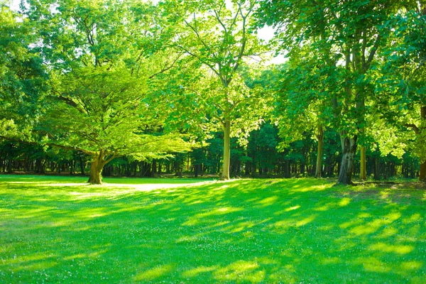 Grüner Garten Morgen Stockfoto