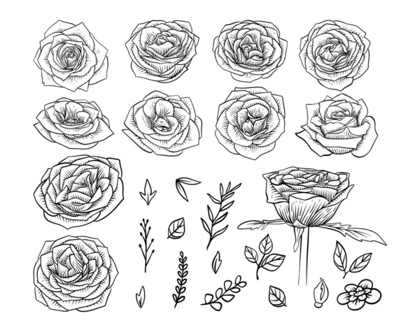Ručně Kreslené Rose Flower Line Art Klipart — Stockový vektor