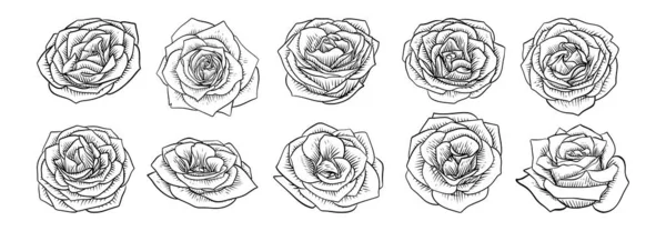 Mão Desenhada Rose Flower Line Arte Clipe Arte — Vetor de Stock
