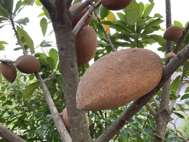 Mamey Sapote ya da Büyük Sapodilla Sapota Meyve Bitkisi 01