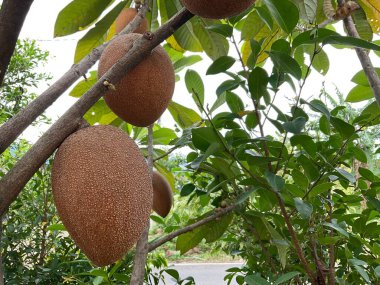 Mamey Sapote ya da Büyük Sapodilla Sapota Meyve Bitkisi 01