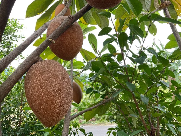 Mamey Sapote ya da Büyük Sapodilla Sapota Meyve Bitkisi 01