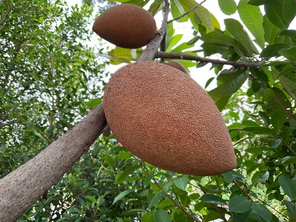 Mamey Sapote ya da Büyük Sapodilla Sapota Meyve Bitkisi 01