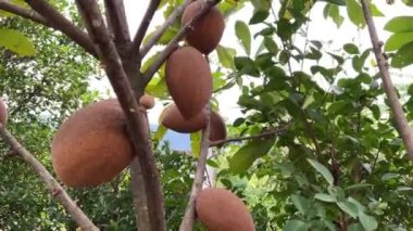 Mamey Sapote ya da Büyük Sapodilla Sapota Meyve Bitkisi