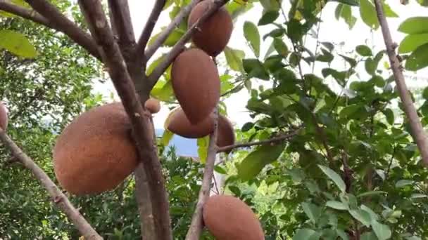 Mamey Sapote Big Sapodilla Sapota Planta Frutas — Vídeo de stock