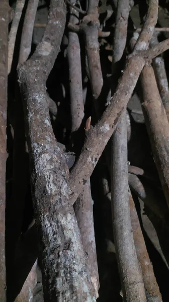 Yakıt Için Kuru Odun Yığını — Stok fotoğraf