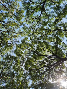 Ağaçların alçak açıdan görünüşü, mavi gökyüzünde yeşil yapraklar