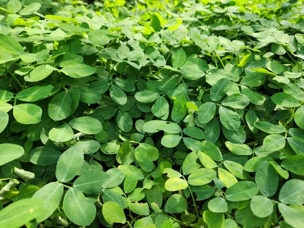 stock image green leaves background. natural leaf