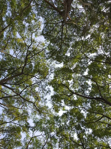 Widok Wierzchołki Drzew Niskiego Kąta Zielone Liście Tło Niebieskim Niebie — Zdjęcie stockowe