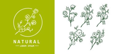 Organik pamuk çizimi ve logo şablonu 03