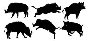 Çeşitli pozisyonlarda yabandomuzu resimleri koleksiyonu.