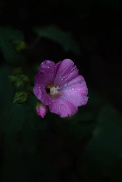 Вид Цветущие Розовые Цветы — стоковое фото