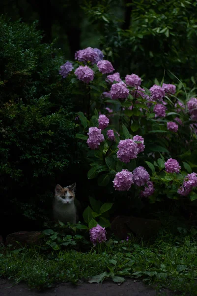 Кіт Саду Біля Хризантем — стокове фото