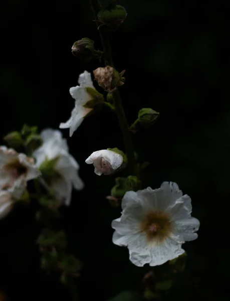 Vista Cerca Flor Malva Blanca —  Fotos de Stock