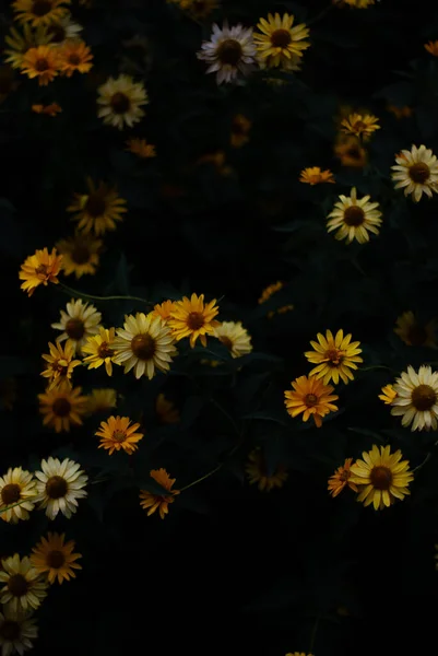 Primer Plano Vista Flores Amarillas Florecen Imagen de archivo