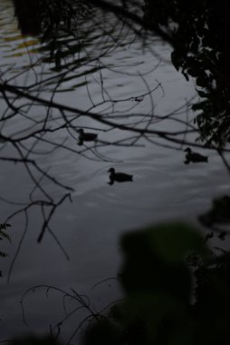 Yazın ördekler gölde