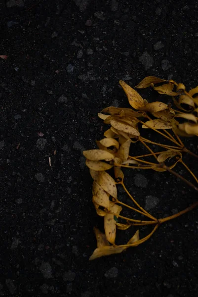 Närbild Gula Löv — Stockfoto