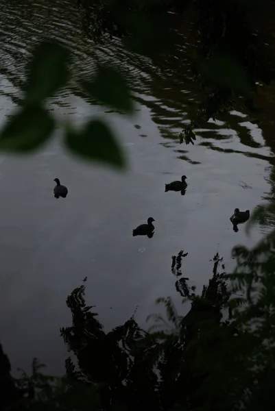 夏には湖でアヒルを見る — ストック写真