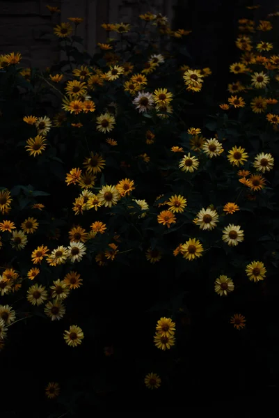 Közeli Kilátás Sárga Virágok Virágzik — Stock Fotó