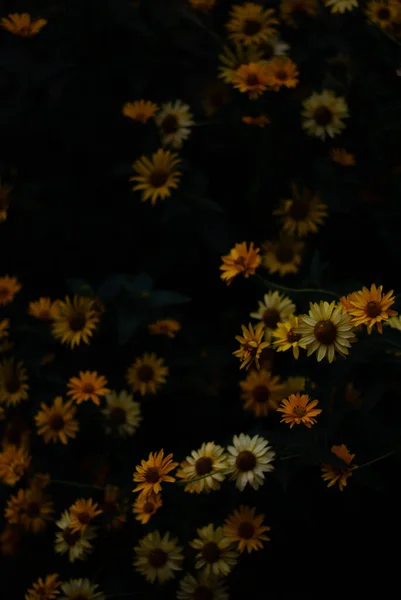 Stock image close up view of yellow flowers bloom