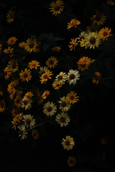 Primer Plano Vista Flores Amarillas Florecen —  Fotos de Stock