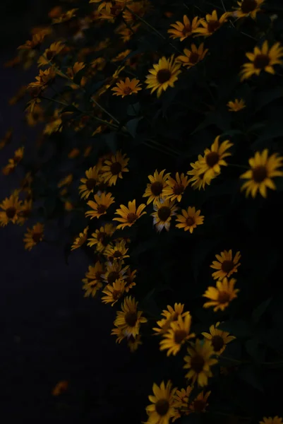 stock image close up view of yellow flowers bloom