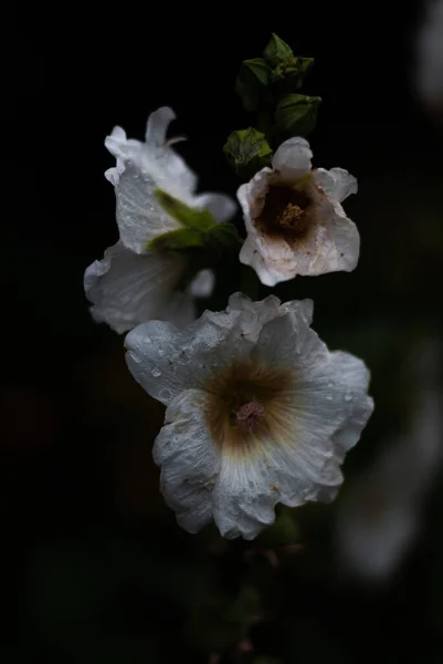 Krásné Květiny Flóra Příroda — Stock fotografie