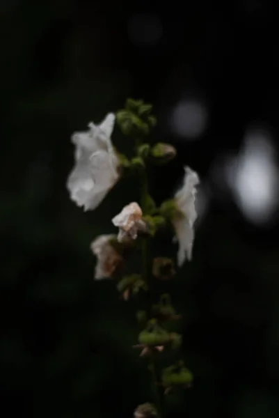 Hermosas Flores Blancas Fondo Floral Vista Cercana —  Fotos de Stock
