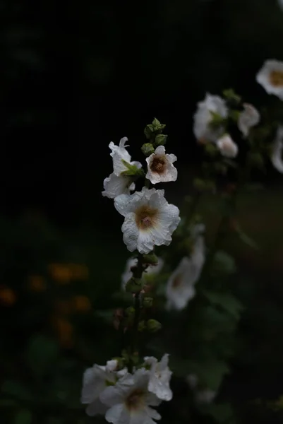 Kwiaty Ogrodzie — Zdjęcie stockowe