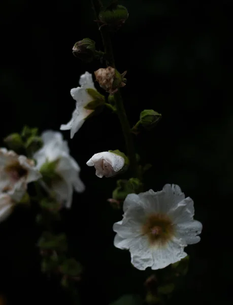 Біла Сіра Квітка Чорному Тлі Весняні Квіти — стокове фото