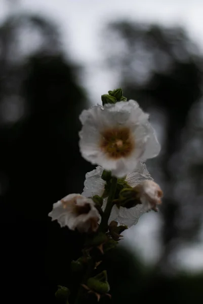 Красивые Весенние Цветы Флора Листва — стоковое фото