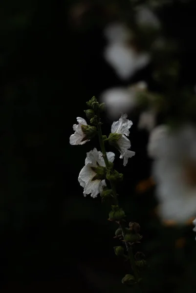 Крупним Планом Красиві Білі Квіти Цвітіння — стокове фото
