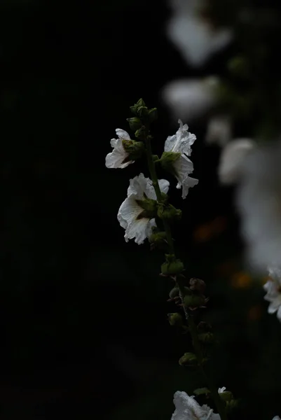 Красивые Цветы Саду — стоковое фото