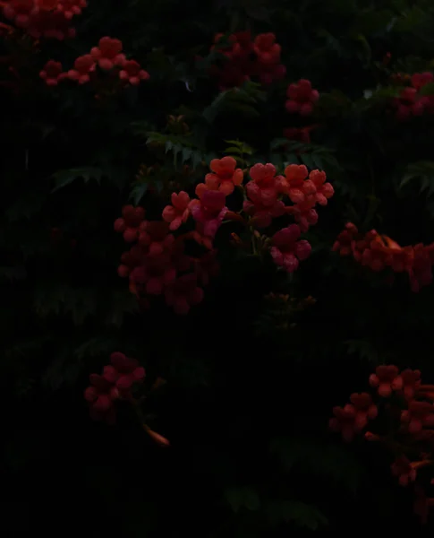Красные Цветы Саду — стоковое фото