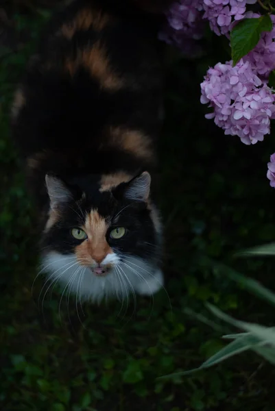 Katze Bei Chrysanthemen Garten — Stockfoto