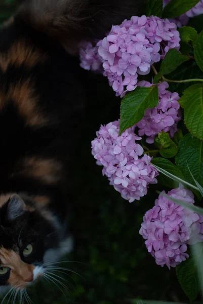 Bahçedeki Kasımpatı Yakınındaki Kedi — Stok fotoğraf