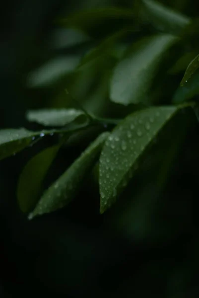 Krople Deszczu Zielonych Liści — Zdjęcie stockowe