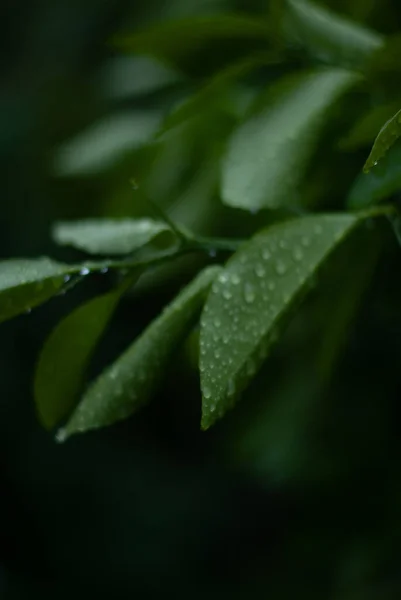 Капли Дождя Зеленые Листья — стоковое фото
