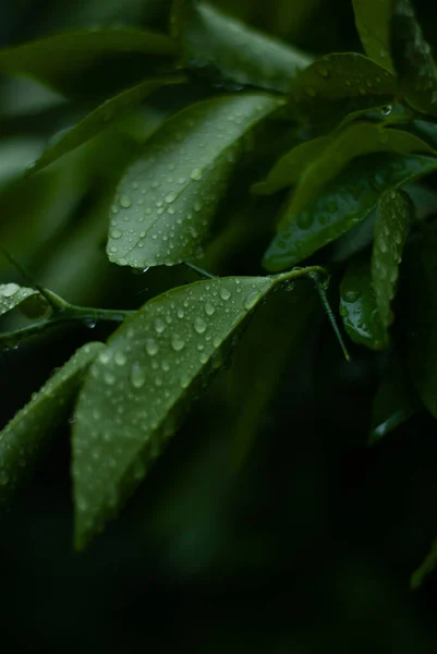 Csepp Eső Zöld Levelek — Stock Fotó