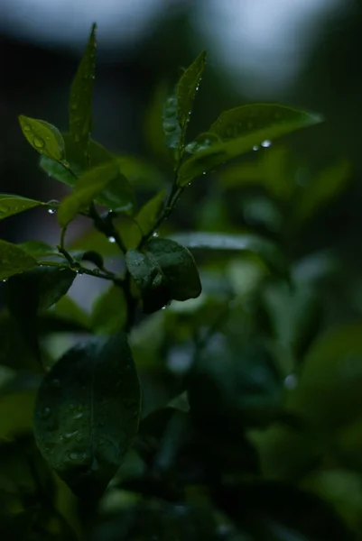 雨の降る緑の葉は — ストック写真